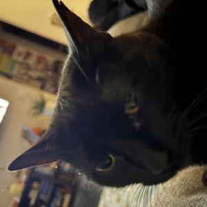 Lost 2 lady (NC)