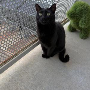 2nd Image of lady, Lost Cat