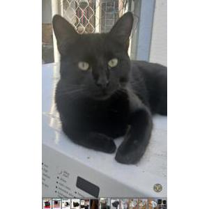 Image of Fuzzy, Lost Cat