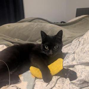 Image of Jimmy, Lost Cat