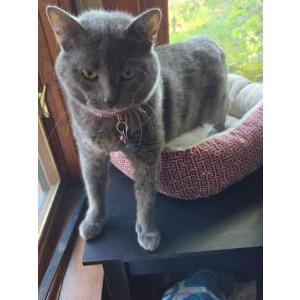 Image of Cinder, Lost Cat