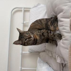 Image of Suki, Lost Cat