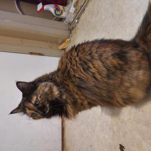 Image of Mizu, Lost Cat