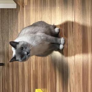 Lost 2 Plushy (Colorado)