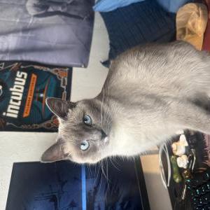 2nd Image of Plushy, Lost Cat