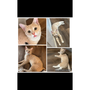 Image of kevin, Lost Cat