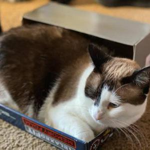 Image of Cloe, Lost Cat
