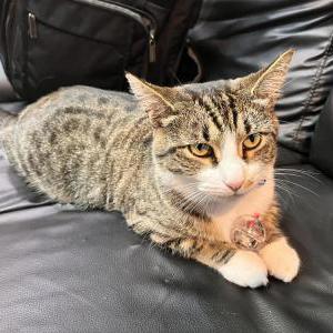 Image of Ginger, Lost Cat
