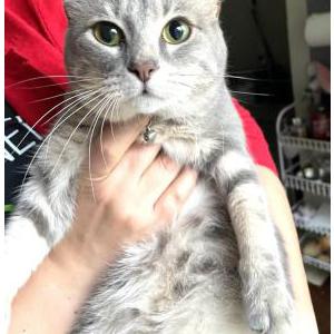 2nd Image of Unknown, Found Cat