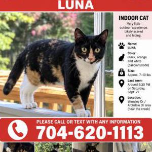 Image of Luna, Lost Cat