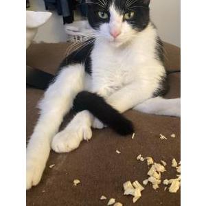 Image of Cit2, Lost Cat