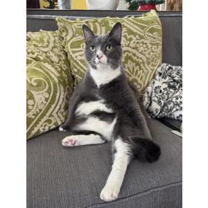 Image of Kitty-KK, Lost Cat