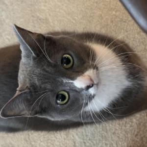 2nd Image of Kitty-KK, Lost Cat