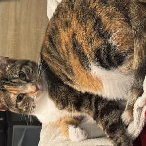 Image of Cleopatra, Lost Cat
