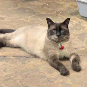 Image of Chi, Lost Cat