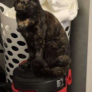 Image of Jessica, Lost Cat