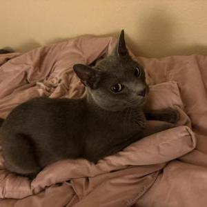 Image of Luna, Lost Cat