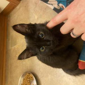 Image of Unknown, Found Cat