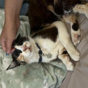 Image of Catniss, Lost Cat