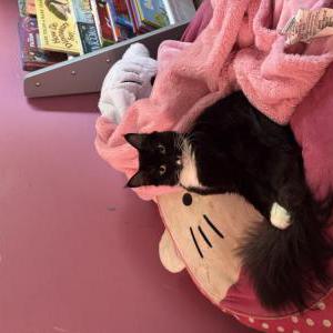Image of Figg, Lost Cat