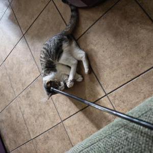 Image of Unknown, Lost Cat