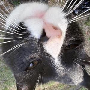 Image of Unknown, Found Cat