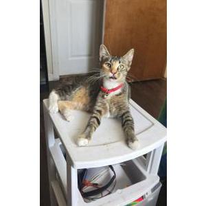 Image of Pikachu (Pika), Lost Cat