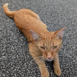 Image of Unknown, Found Cat