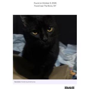 Image of Unknown, Found Cat