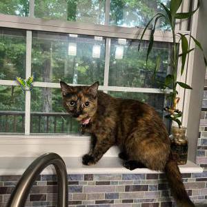 Image of Pickle, Lost Cat