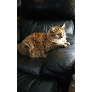 Image of Tabby, Lost Cat