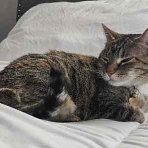 Lost 2 Zoe (ID)