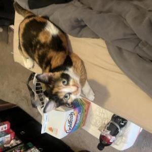 Image of Cals, Lost Cat