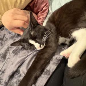 Image of Sunny, Lost Cat