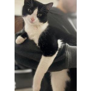 Image of Batman, Lost Cat