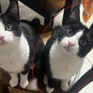 2nd Image of Batman, Lost Cat