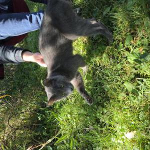 Image of unknown, Found Cat