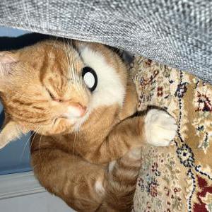 Image of Unknown, Found Cat