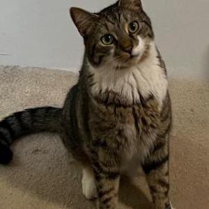 Image of Fidu, Lost Cat