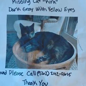 Image of Kira, Lost Cat