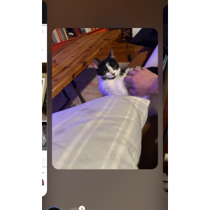 Image of Ladybird, Lost Cat