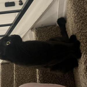 Image of Onyx, Lost Cat