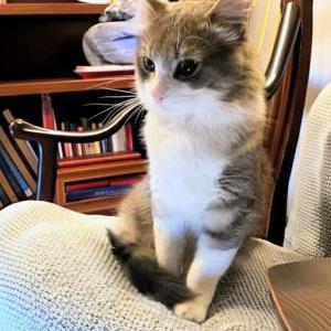Image of Dublin, Lost Cat