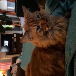 Image of Rusty, Lost Cat