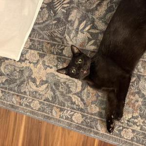 Image of Dinkus “Bubba”, Lost Cat