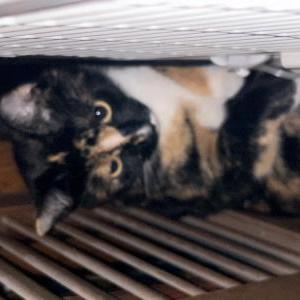 Image of Unknown, Found Cat