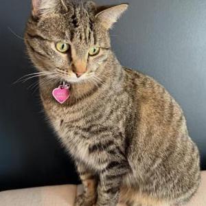 Image of Kiki (Motchi), Lost Cat