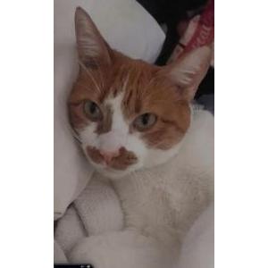 Image of Blessing, Lost Cat
