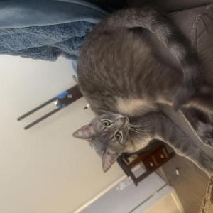 Image of Ramby, Lost Cat