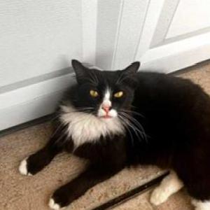 Image of Franklin, Lost Cat